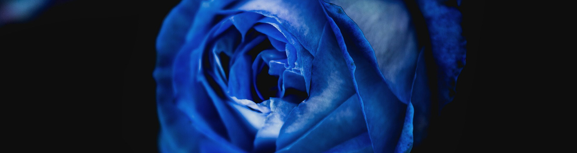 Blue Roses
